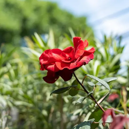 костадинов 3* Varna