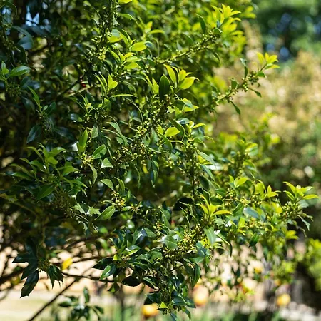 костадинов Varna