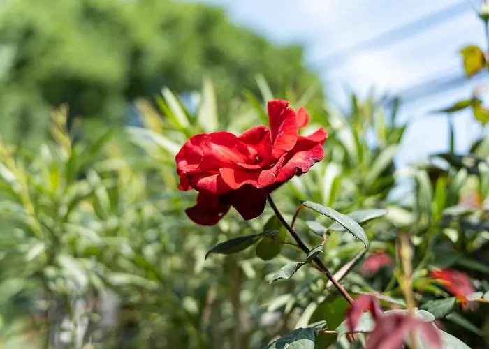 костадинов 3* 瓦爾納