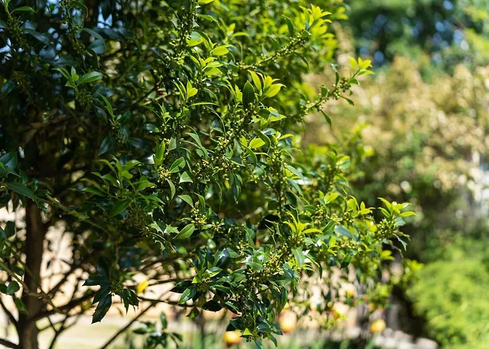 костадинов 瓦爾納