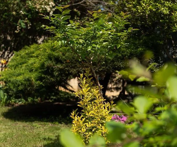 招待所 костадинов